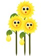 Sunflower with drops of sunflower oil on a white background Sunflower with drops of sunflower oil on a white background