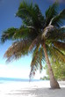 Moorea