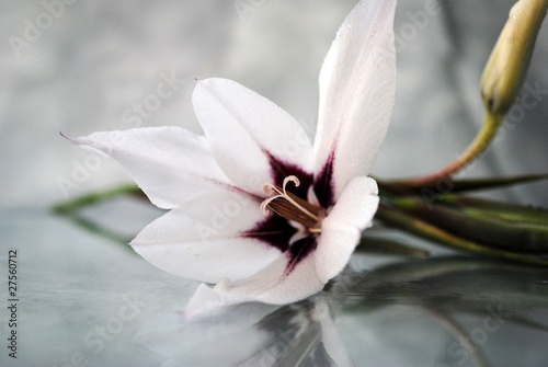 Photo: lilie lilie