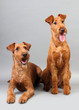 Irish terrier