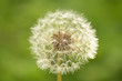 Soffione fiorito Soffione fiorito