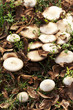 Funghi prataioli in autunno Funghi prataioli in autunno