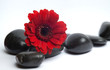 Rote Blume mit Lavasteinen I