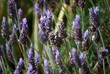 Lavanda