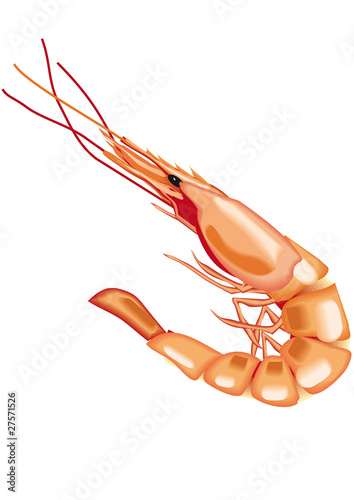 Vector: gamba, marisco crustáceo gamba, marisco crustáceo