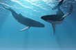 WHALE WONDERS