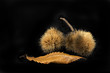 castagne