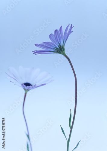 Photo: flowers flowers
