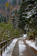 First snowfall at forest, nostalgically mood First snowfall at forest, nostalgically mood