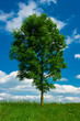 A broadleaved tree growing a grass field A broadleaved tree growing a grass field