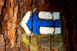 A old tree trunk, bark with tourist mark, auxiliary view A old tree trunk, bark with tourist mark, auxiliary view