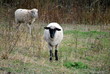 Sheep in a Pasture