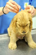 vaccin d'un chiot chez le vétérinaire vaccin d'un chiot chez le vétérinaire