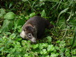 Coati Coati