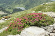 Rhododendron dans les Pyrénées Rhododendron dans les Pyrénées