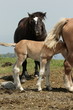 Poulain de cheval de trait Poulain de cheval de trait