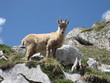 chamois sauvage