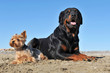 deux chiens sur la plage deux chiens sur la plage