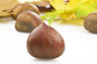 Castagne Close up