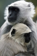 Monkey Baby and Mother