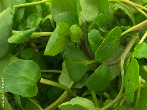 Photo: Watercress Watercress