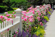Photo en ligne au meilleur prix Garden fence with pink roses, sage, speedwell and catmint