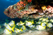 Coral Ledge Composition with fish aggregation