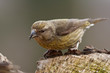 Fichtenkreuzschnabel (Loxia curvirostra)