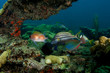 Coral Ledge Composition with fish aggregation