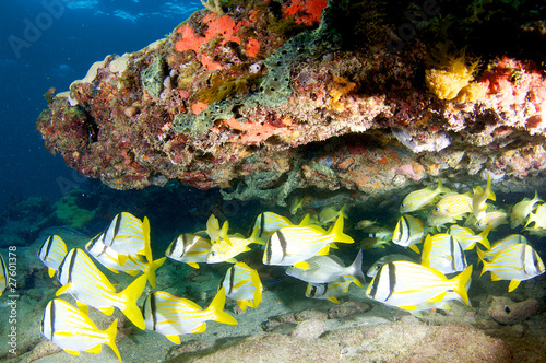 Photo: Coral Ledge Composition with fish aggregation Coral Ledge Composition with fish aggregation
