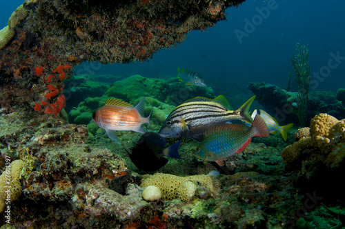Photo: Coral Ledge Composition with fish aggregation Coral Ledge Composition with fish aggregation