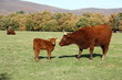ternero con vaca de raza salers