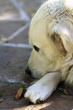 Dog shepherdesses of Abruzzo