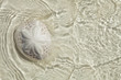 sand dollar in the sea with sun light , top view sand dollar in the sea with sun light , top view