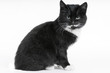 black kitten cat