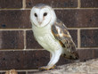 barn owl