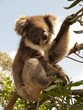 koala up a tree