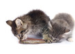 kittens eat fish.focus on right cat kittens eat fish.focus on right cat
