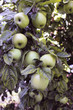 green apples