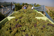 Weinlese