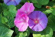 Morning glory flower