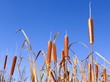 Reedmace narrow-leaved tops. Latin name: Typha angustifolia