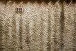 Mur crépis sale pluie