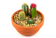 Pot of cactus plants