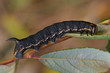 Agrius convolvuli