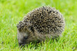 Igelkind im Gras