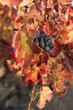 vignes