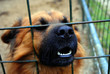 dog in a cage dog in a cage