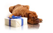Dog Gifts