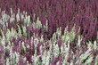 erica background erica background
